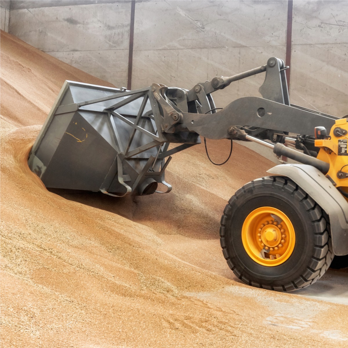 Tractor in grain store scooping grain