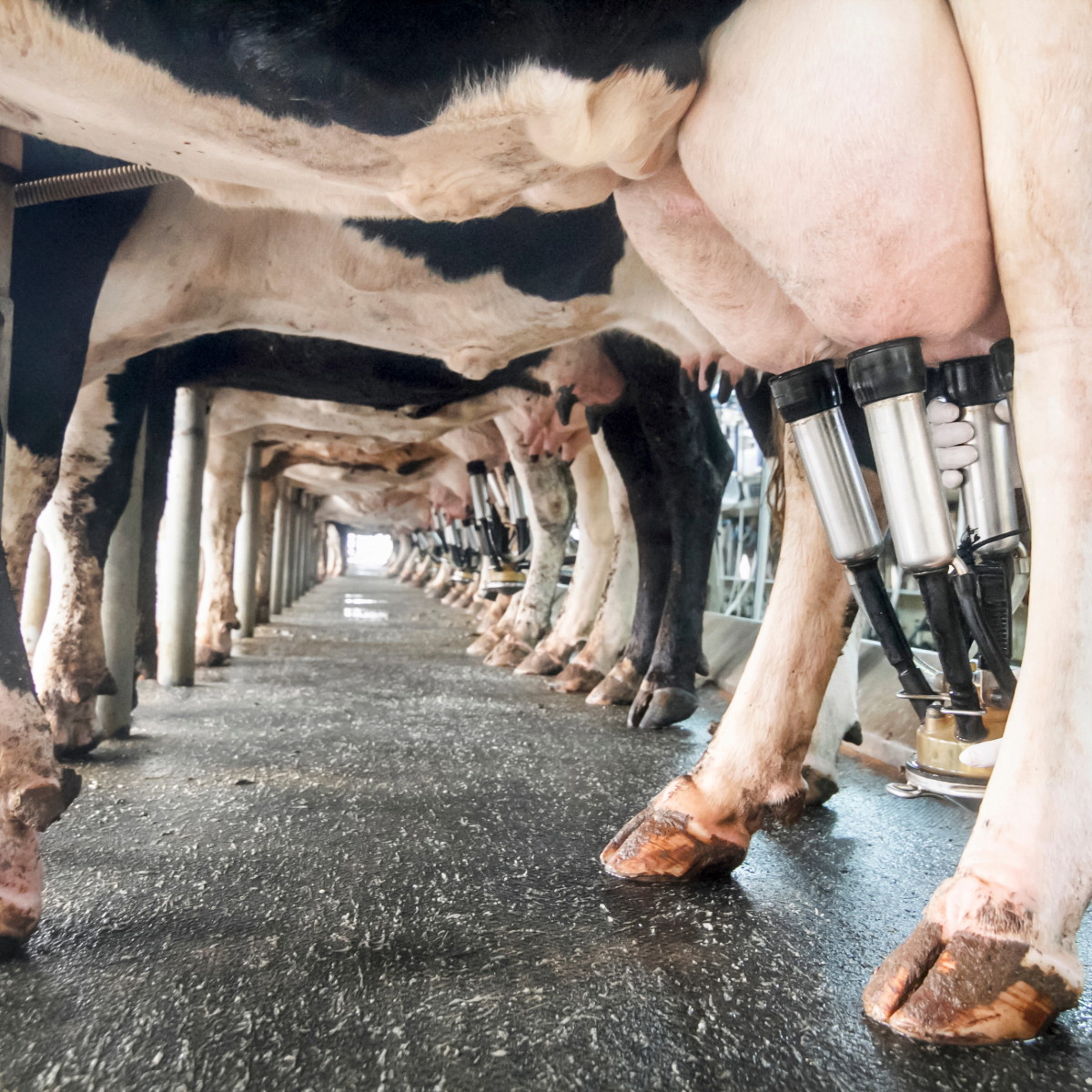cows in a milking dairy being milked