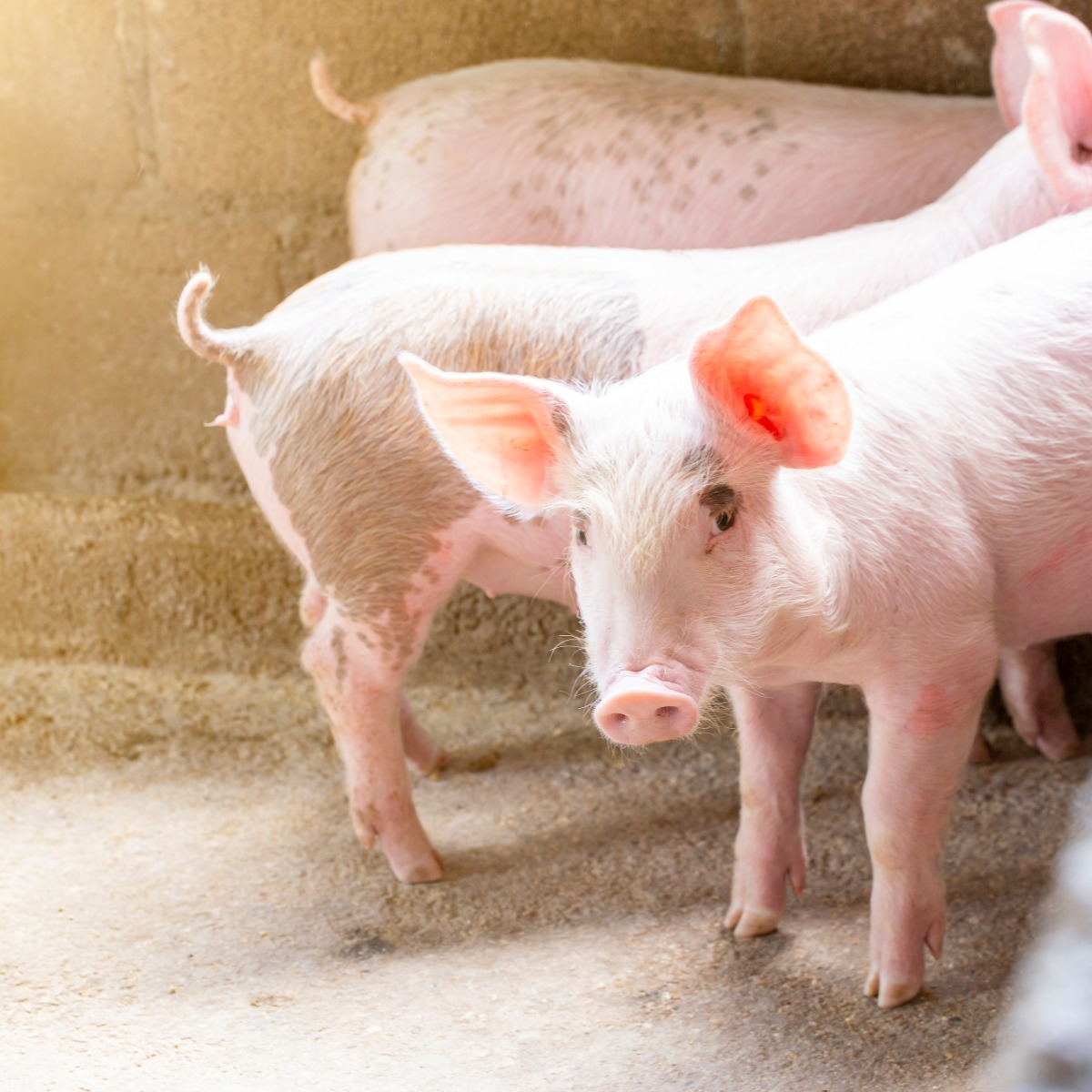 Farm piggery